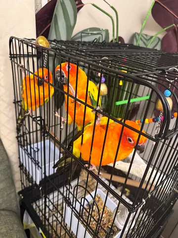 Three Sun Conure Parrots with Cage - Healthy and Playful