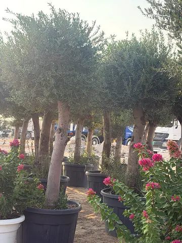 Spainish Olive Tree (Olea europaea)