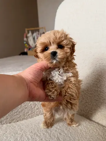 Tiny Maltipoo Puppy — 10 weeks, friendly and vaccinated