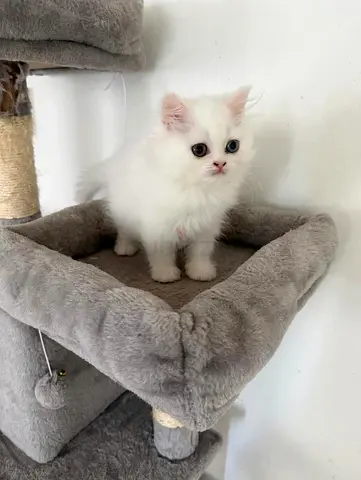 Lovely White British Longhair Kitten Female 2 Months قطة بريتش لونغ هير بيضاء شهرين انثى