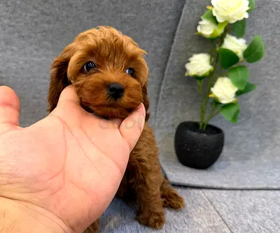 Maltipoo Puppies - 8 Weeks, Friendly and Vaccinated