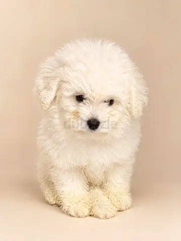 Fluffy White Puppy  Ready for a Loving Home