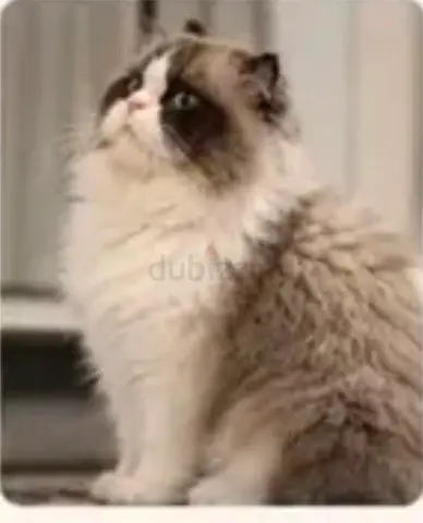 Pure Ragdoll Gorgeous Male Cat