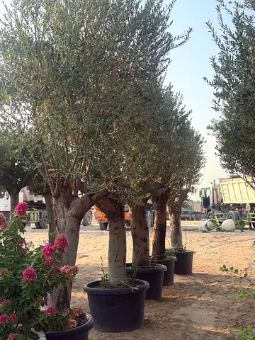 Spainish Olive Tree ~ olive trees (Olea europaea)