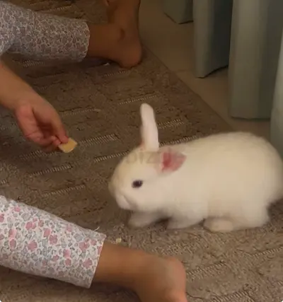 Young white rabbit - friendly indoor pet