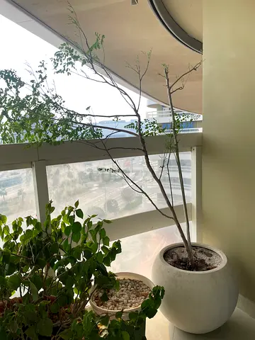 Moringa