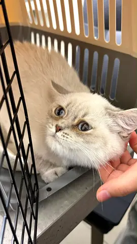 Friendly white/cream cat available for adoption — calm indoor cat