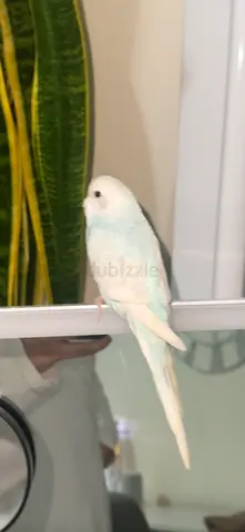 Budgie (rare color ) not trained for free