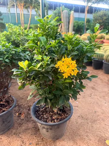 Ixora ( Ixora chinensis)
