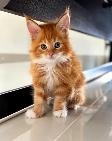Sweet ginger Maine $%&! kitten