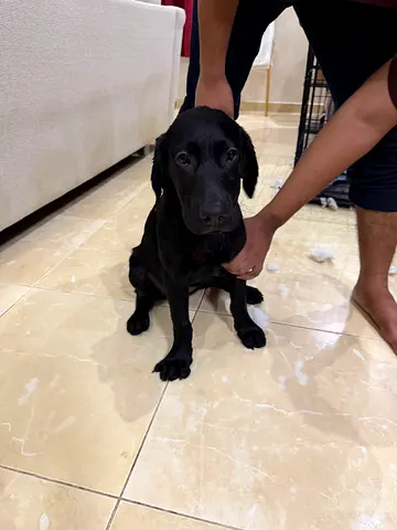 4 months Black Labrador Puppy - Friendly & Healthy