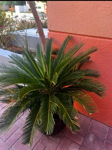 Cycas - Healthy Big Size Cactus in a big black pot