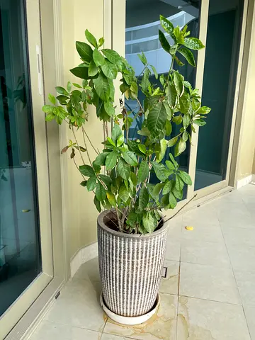 Gardenia