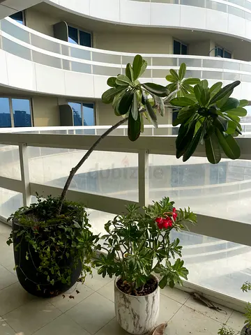 Big frangipani