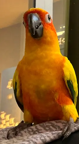 Friendly Sun Conure Parrots 2 nos- Hand Tame, Healthy, vibrant color, Age - 1 year, Self feeding