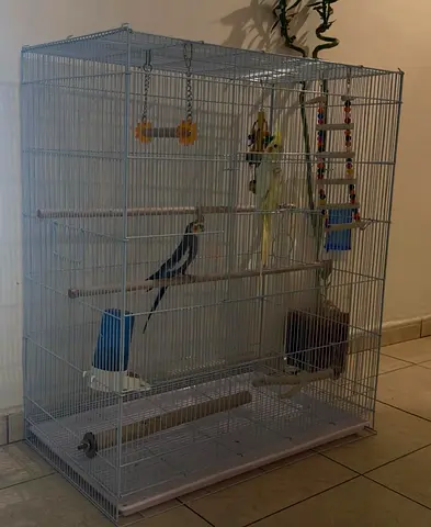 Bird cage with accessories no birds