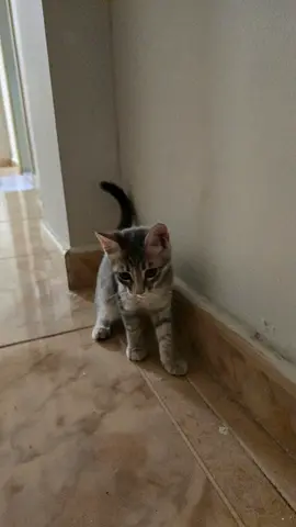 Friendly grey-and-white cat available for adoption - indoor trained
