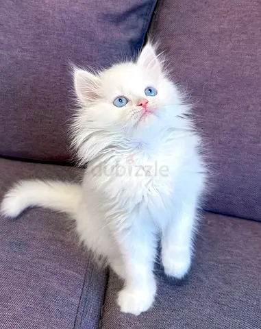 Adorable Persian Kittens