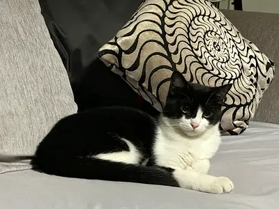 Young black and white domestic cat available for adoption