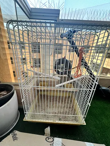 Parrot cage with perches and toys - good condition