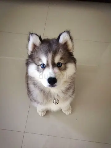Adorable Husky Puppy with Blue Eyes - Ready for Adoption
