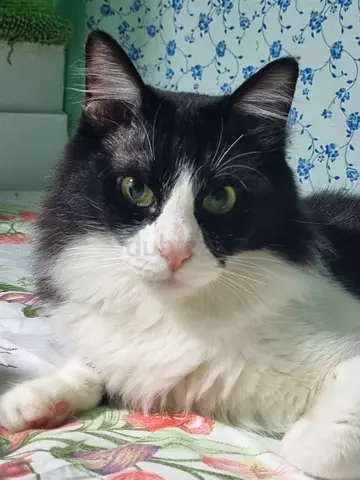 Free pet adoptiion
