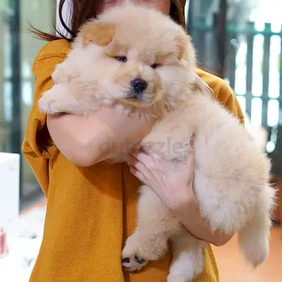 Fluffy Cream Chow Chow Puppy — Healthy, Playful, Ready for New Home
