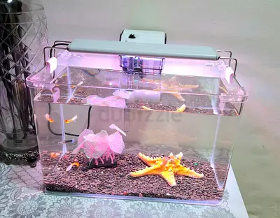 Small desktop aquarium with LED light and accessories