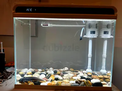 Aquarium with FREE Axolotl