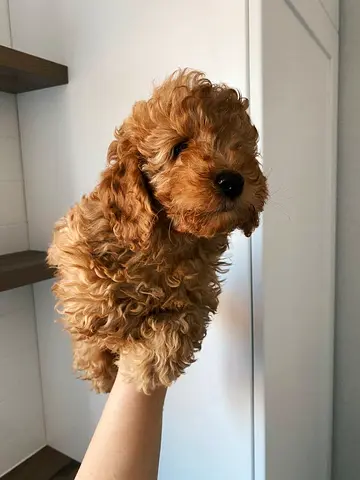 Toy poodle
