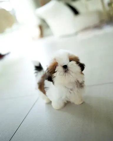 Fluffy Shih Tzu Puppy — Friendly, Vaccinated