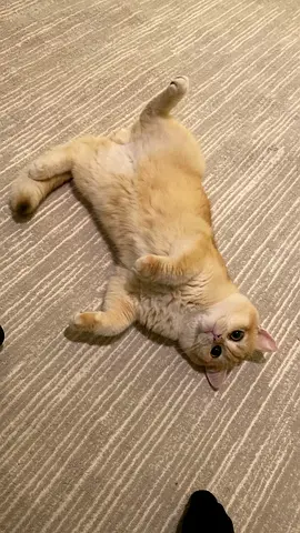 Friendly cream British Shorthair looking for rehome