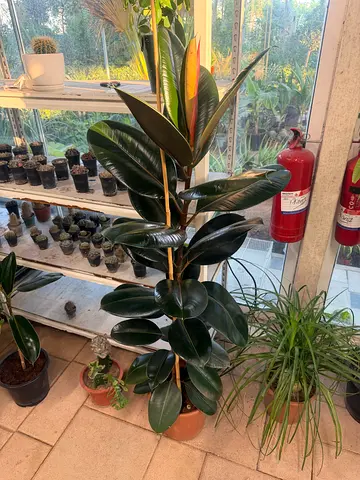 Rubber Plant (Ficus elastica)