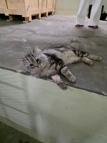 Possible lost car. Friendly grey long-haired cat found in Reem Island area [Baheen Tower].