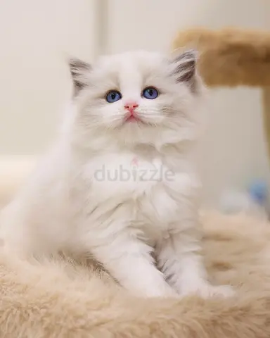 Adorable ragdoll for adoption