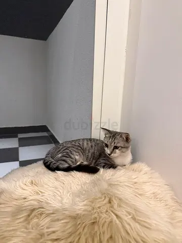 6-Month-Old Male Cat for Adoption / Fostering – Abu Dhabi