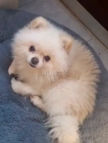 White Pomeranian looking for new home — friendly and fluffy