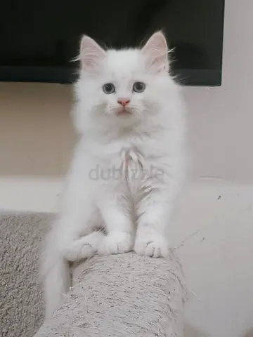 White fluffy kitten - 2months old, gentle and playful