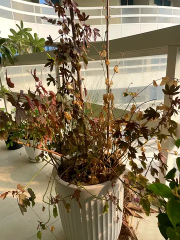 Hibiscus + Jasmine