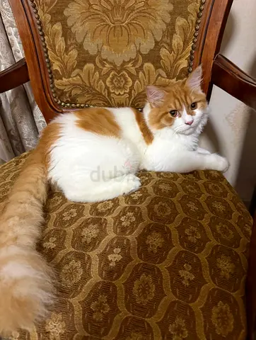 Young and friendly cat available for adoption