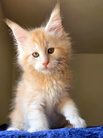 Creamy gold maincoon for adoption