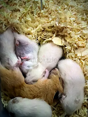 Hamster