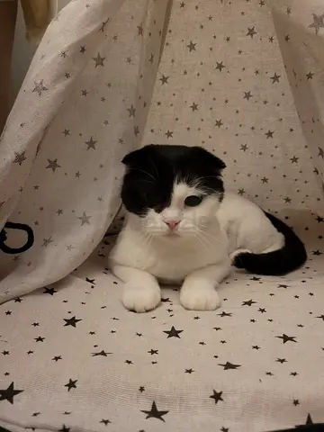 Scottish Fold Cat for Free Adoption – Urgent