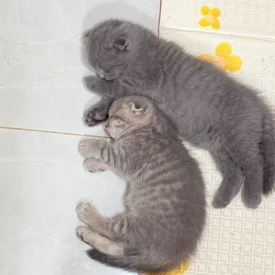 Grey Scottish Fold Kittens – 1 female Available in Sharjah