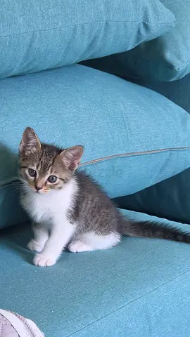 2 months kitten for adoption
