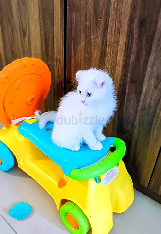 Male kitten for adoption