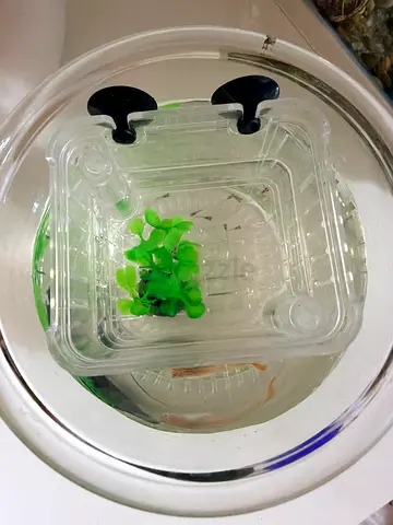 Guppy fish and her babies on free adoption