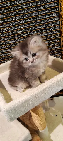 Fluffy longhair kittens — female and male , ready for new home