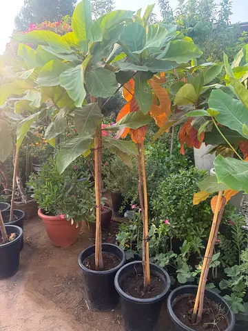 Indian Almond tree