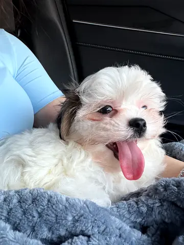 Puppy maltese-shitsu mix